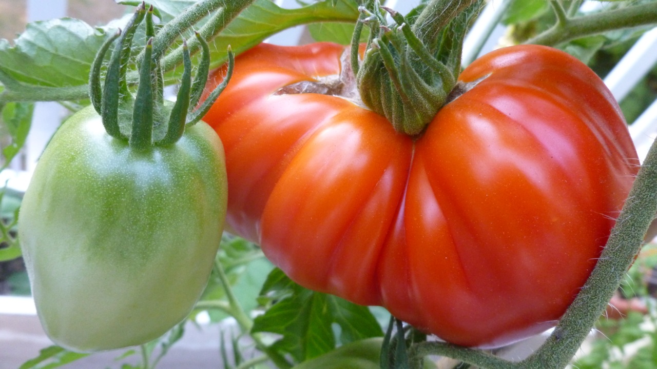 Community Garden